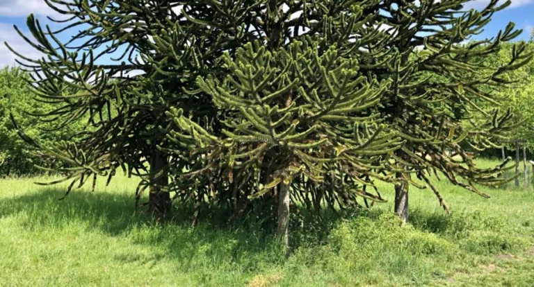 Arboretum5 scaled 925x499