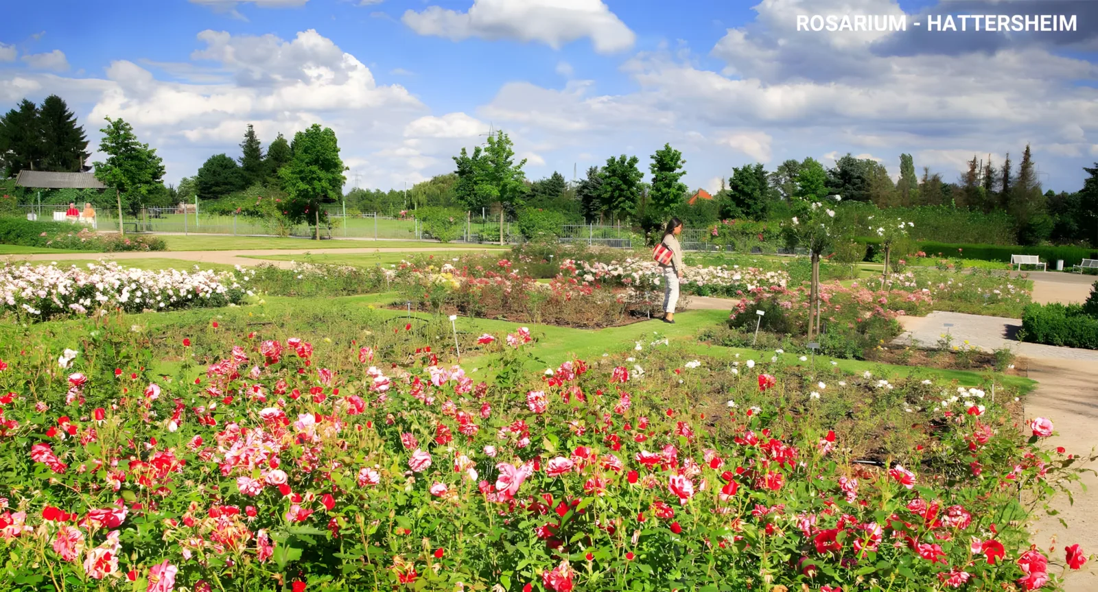 Rosarium hattersheim2