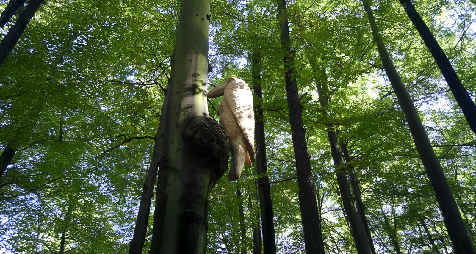 Wächters Komische Baumkunst: Monsterspecht