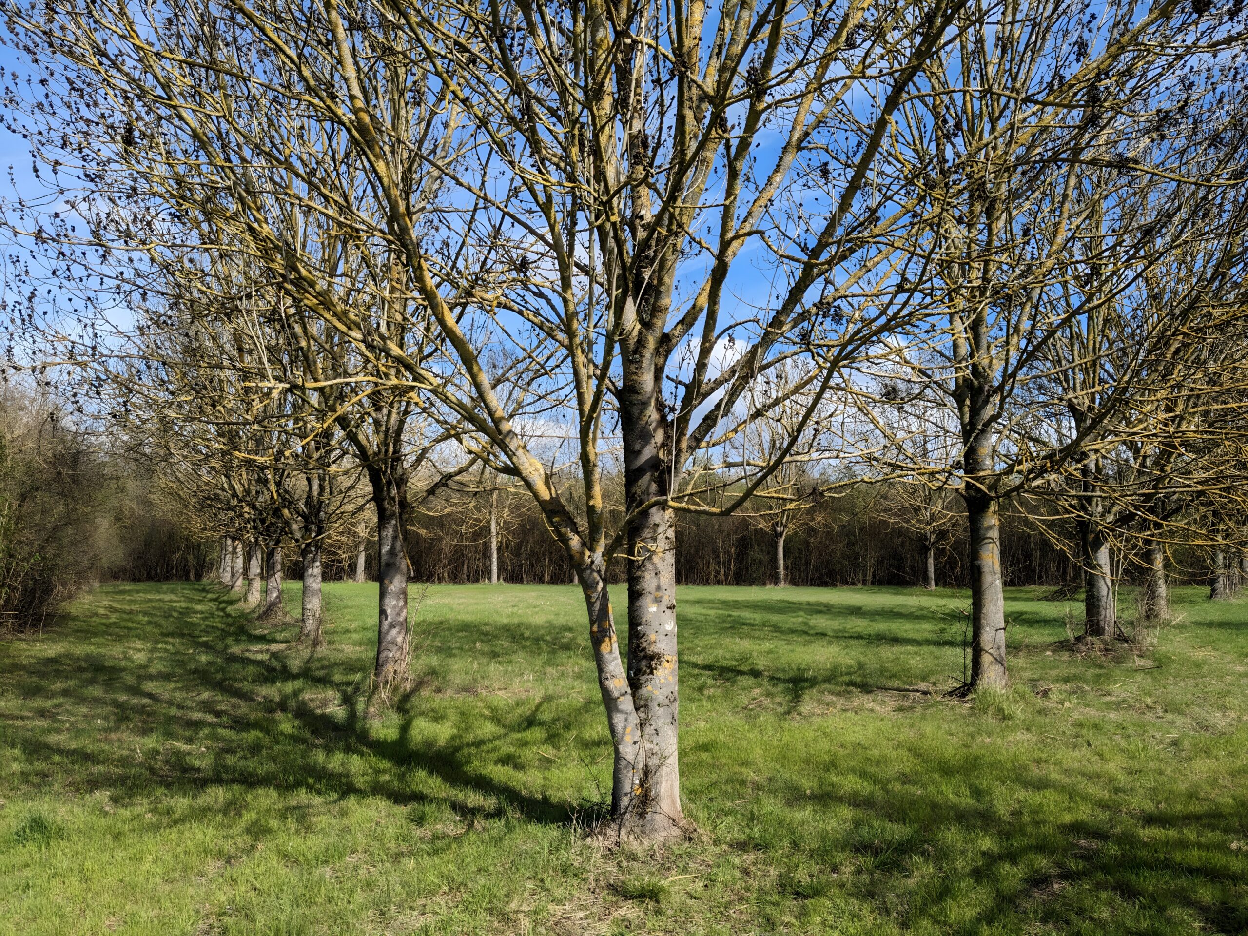 Regionalpark Gründungshain