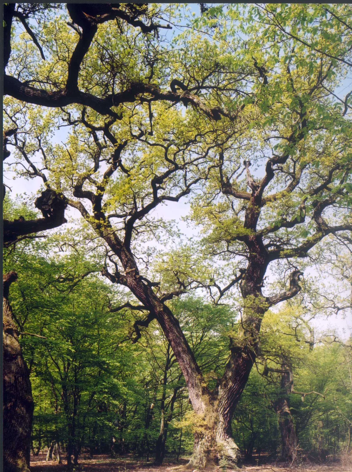 Schwanheimer Alteichen