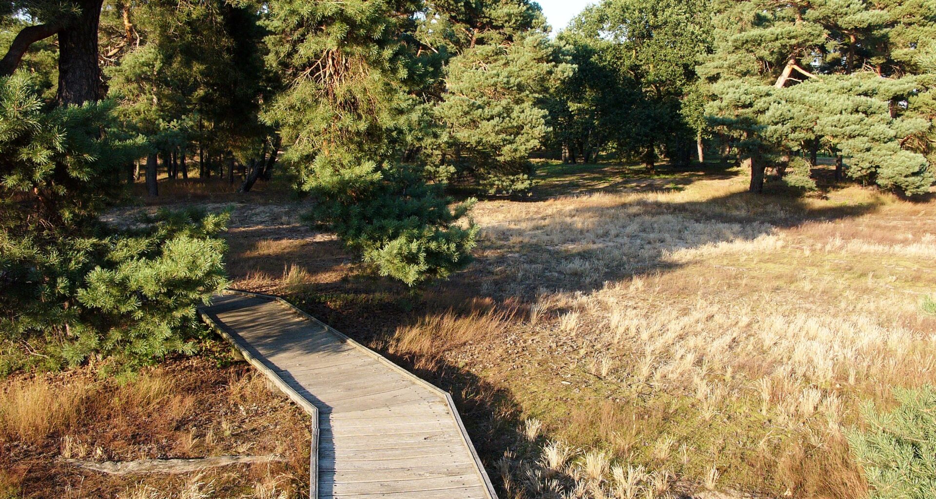 Stefan Cop Schwanheimer Dünen (1)