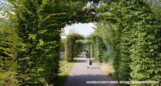 Hainbuchentunnel
