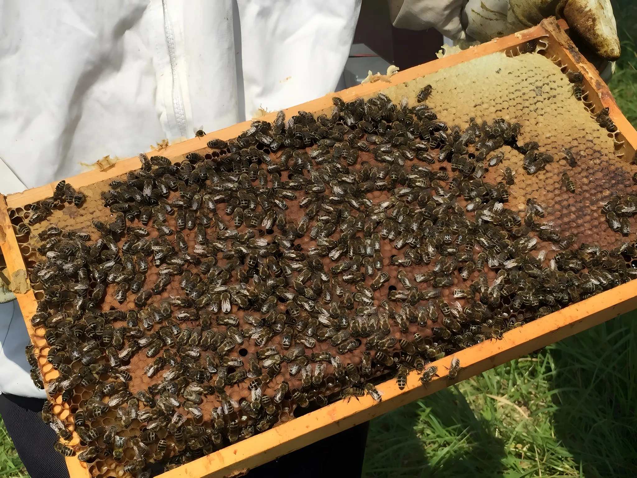 Wanderbienen 6 1024x768
