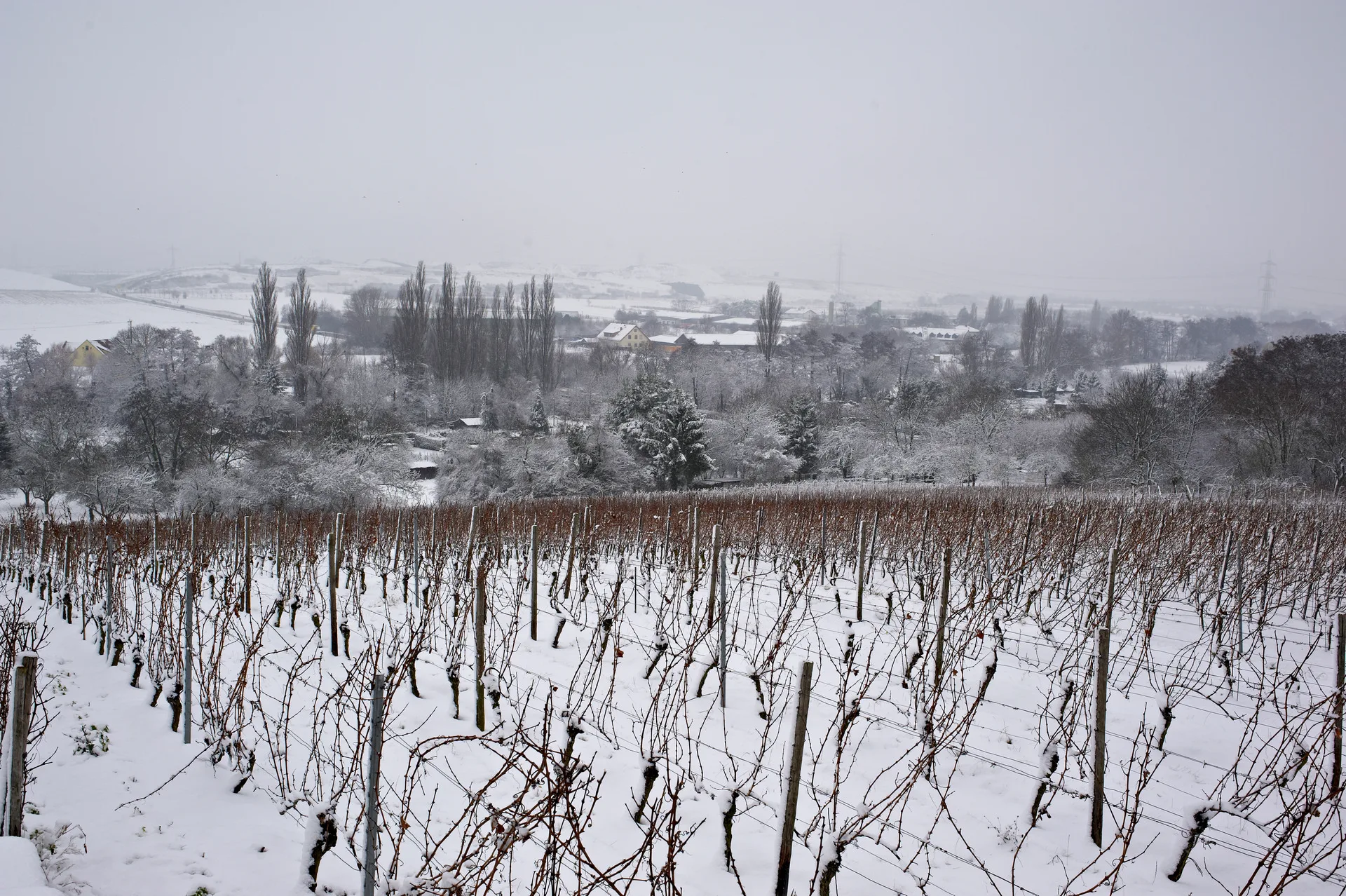 Winterland cop5348
