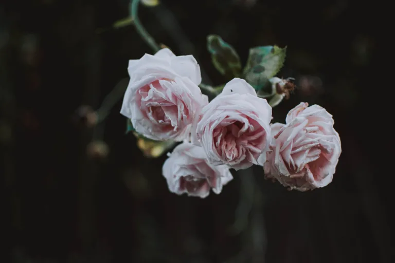 Pexels lil artsy