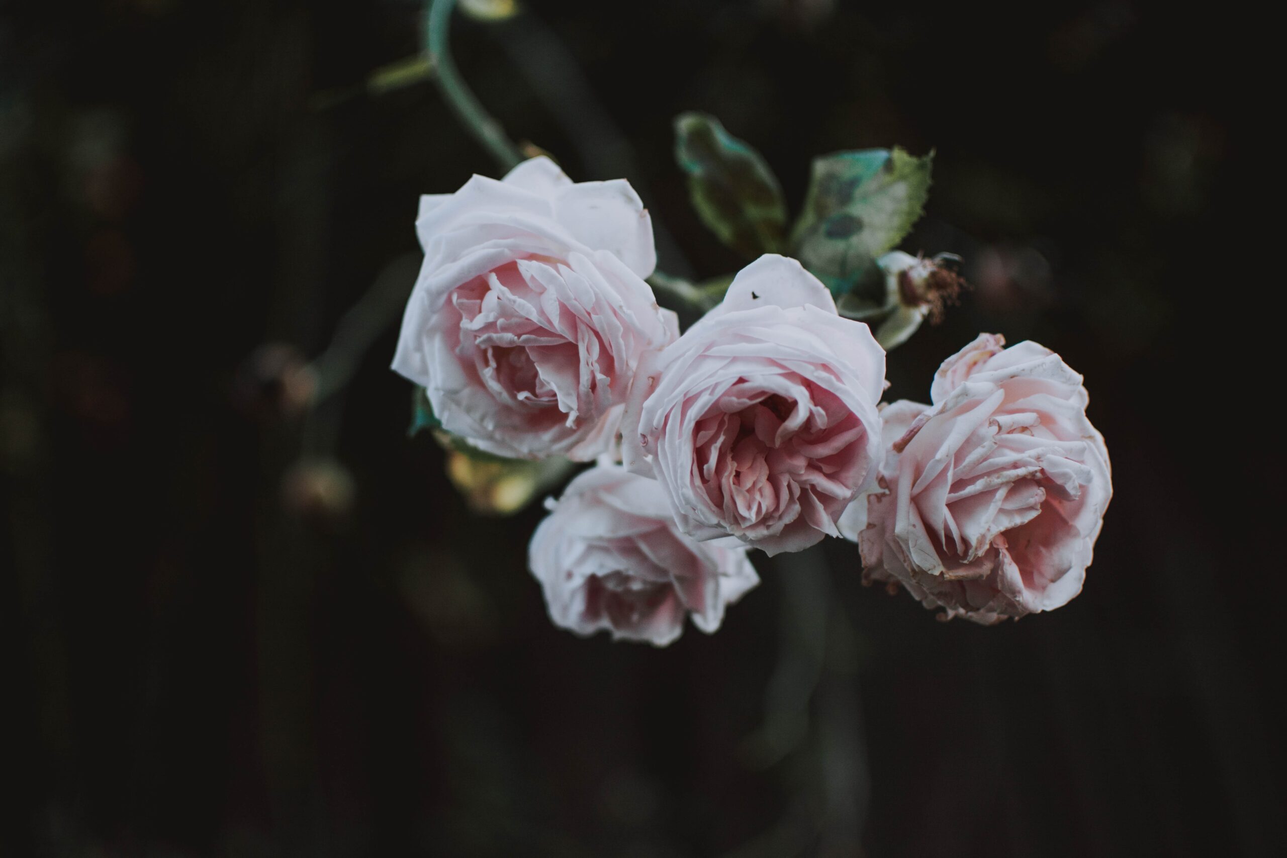 Pexels lil artsy