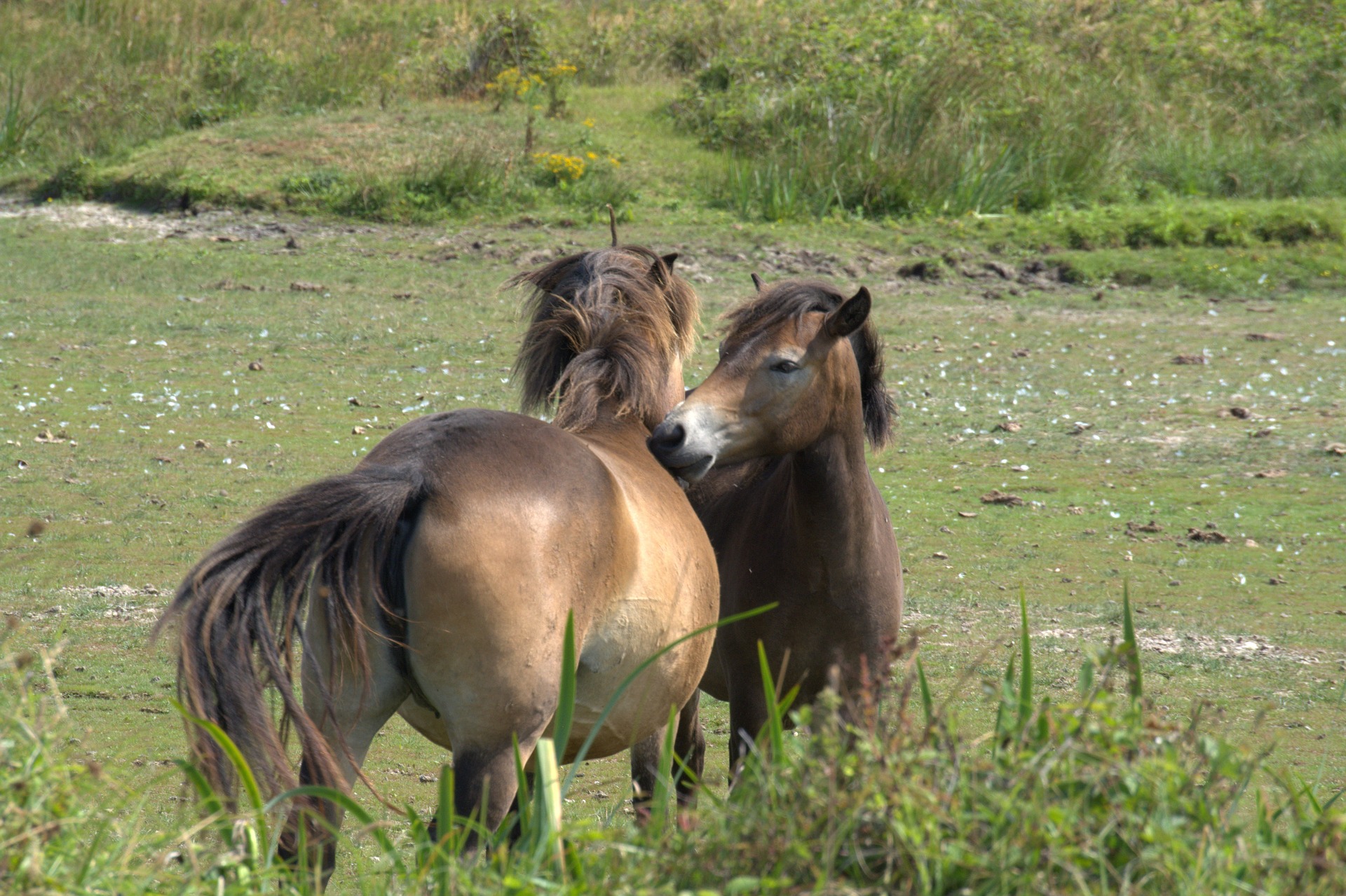 Wild horses g7f7097994