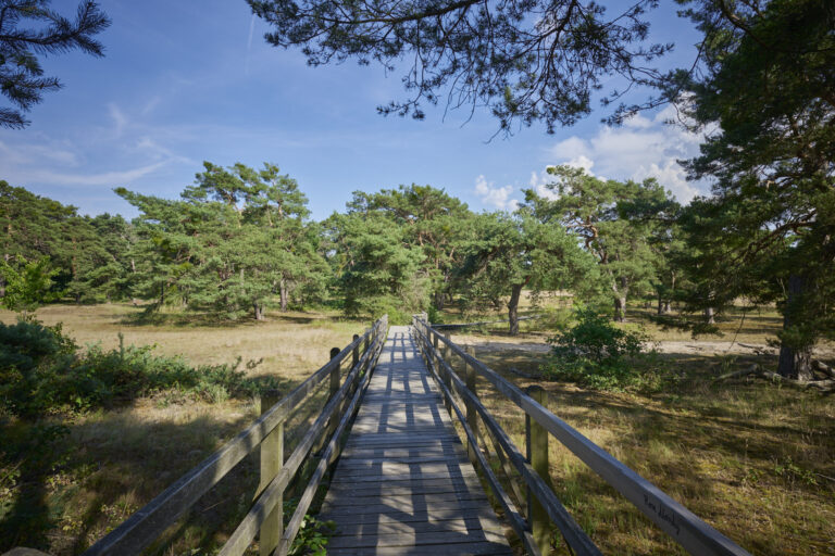 Schwanheimer Düne Tews 2026 (2)