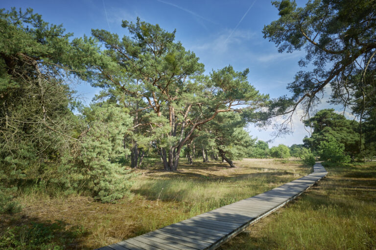 Schwanheimer Düne Tews 2026 (3)