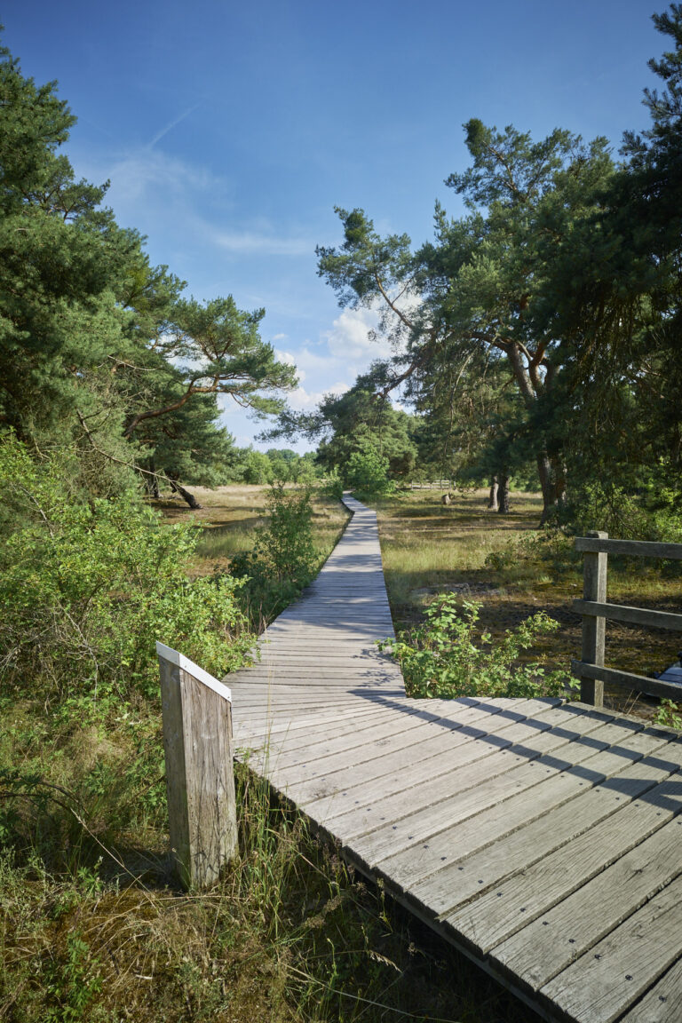Schwanheimer Düne Tews 2026 (5)