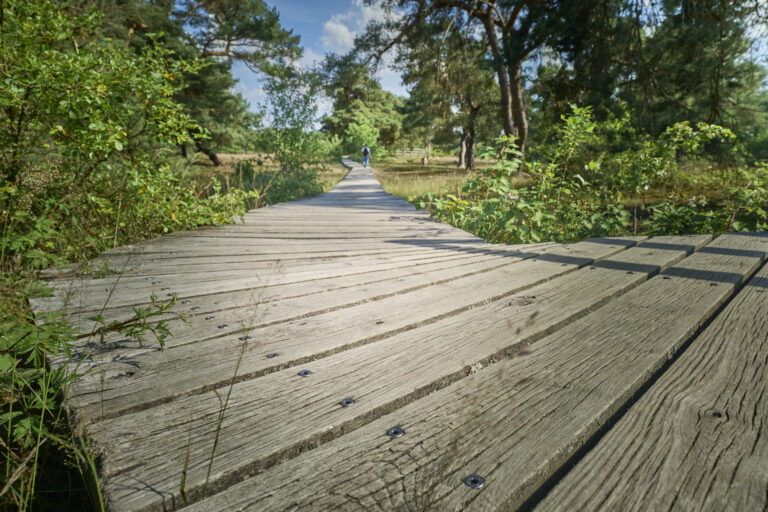 Schwanheimer Düne Tews 2026 (6)