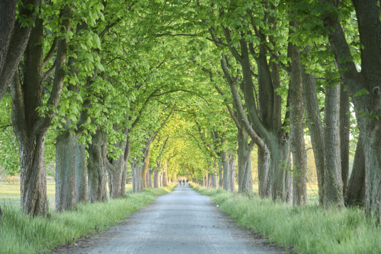 Mönchbruch wiesen tews 2026 (5)